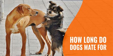 how dogs mate video|how do male dogs mate.